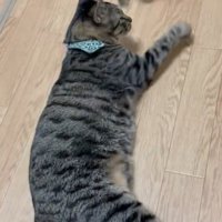 寝ている猫の元から立ち去るもう1匹の猫