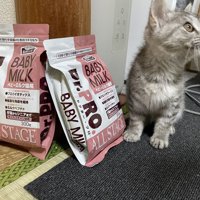 フードの袋の横に座る子猫