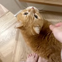 寄り添う猫
