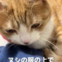 俯く猫