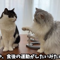 テロップ「いや、食後の～」