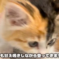 子猫の斜め横顔のアップ（いつも甘え鳴きしながら登ってきます）