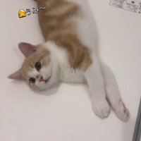 浴槽の蓋の上で体を伸ばしてくつろぐ子猫