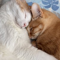 頭をくっつけて眠る2匹の猫