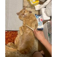 寝転がる猫