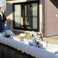 ひなたぼっこ中の猫