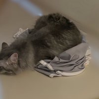上半身を倒す猫