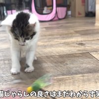 テロップ「猫じゃらしの良さは～」