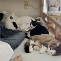 くたっと寝る姿のアップ