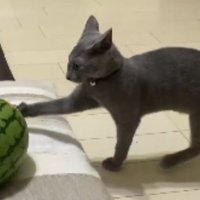猫とスイカ