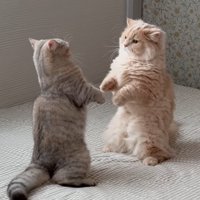 二本足で立つ2匹の猫