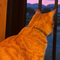 暗くなった外を見ている猫