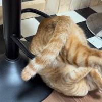 輪っかをくぐったあとの猫