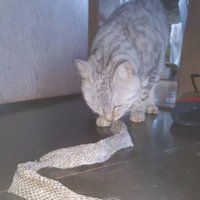 ヘビの抜け殻を見つめる猫
