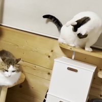 毛づくろいをする豆大福くん