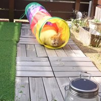 庭で寝る猫