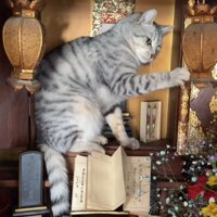 右前足で吊り灯籠を突く猫