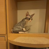 棚の中の子猫