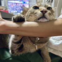 人の上に顔を乗せる猫