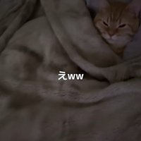 布団に入った猫