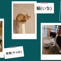 床に寝転がっている猫猫