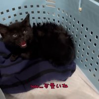 威嚇する子猫