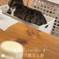 ケースの中に座る猫