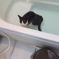 入浴する猫2