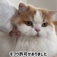 なでられている猫