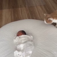 右から見つめる猫