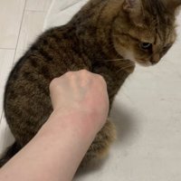 背中を向けて座る猫