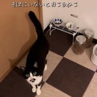 見つめる猫