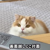 画面越しにご対面