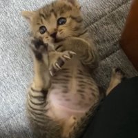 仰向けの子猫