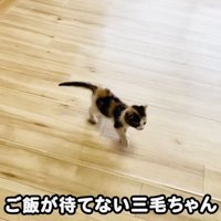 部屋の中を歩き回る子猫