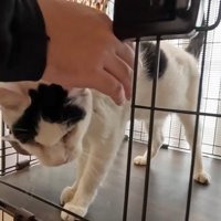 ケージ内で撫でられる猫