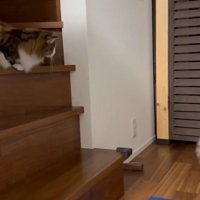 階段にいる成猫とフロアの子猫