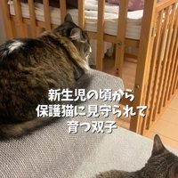 2匹の猫の後ろ姿