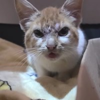 鳴き声をあげて