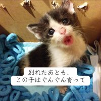 箱の中にいる子猫