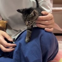 人のひざの上に乗る子猫たち