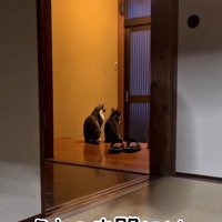 玄関で並んでいる2匹の猫