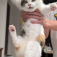 飼い主に捕まった三毛猫