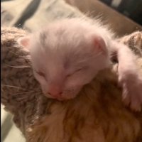保護された白い子猫