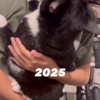 猫を抱っこしている男の子