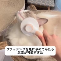 顔周りをブラッシング