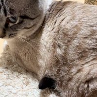 猫のお腹の下から黒いもの