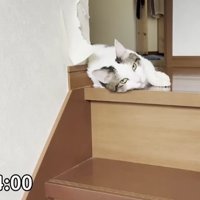 階段にいる猫