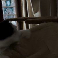 ハンモックに飛び乗っている猫