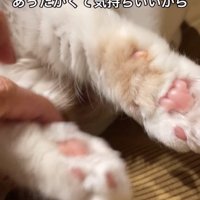 猫の肉球